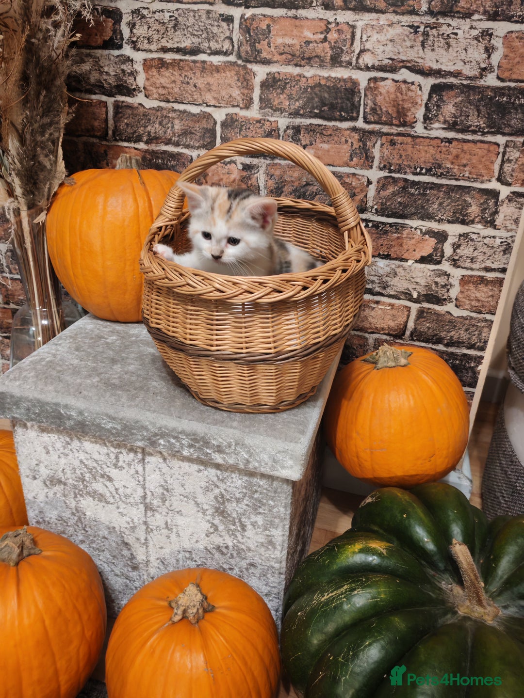 Mixed Breed cats for sale: Cute Bengal mix Kittens looking for loving homes🐱 - Image 35