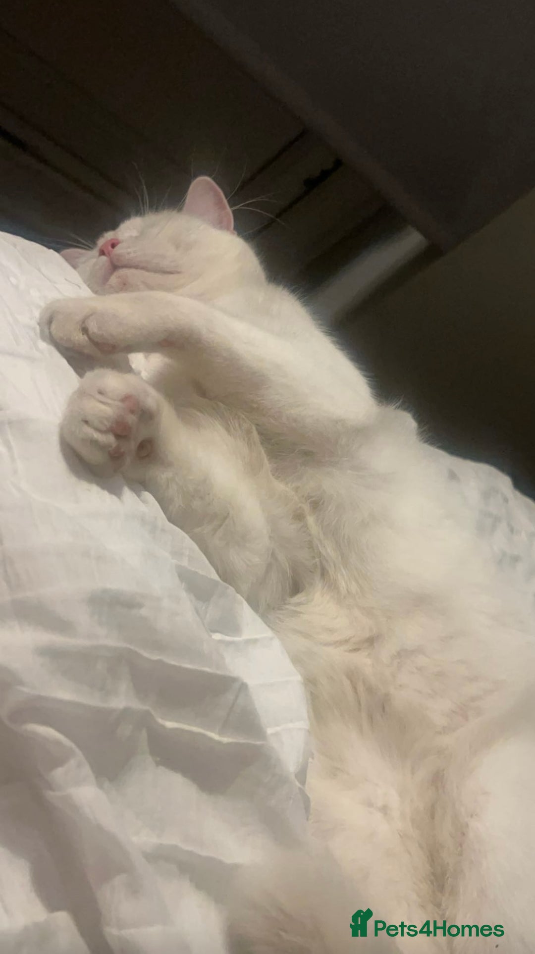British Longhair cats for sale: White male cat  - Image 9