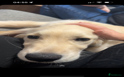 Golden Retriever dogs for sale: Beautiful Golden boy - Image 4