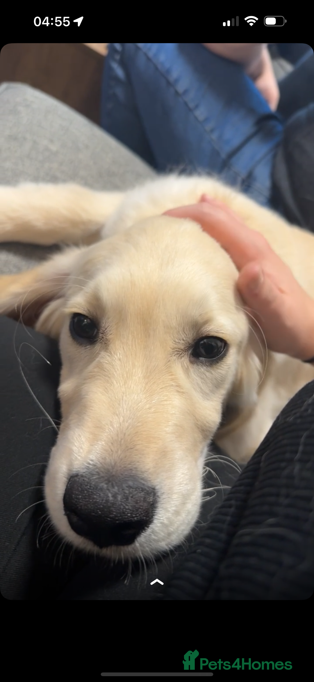 Golden Retriever dogs for sale: Beautiful Golden boy - Image 4