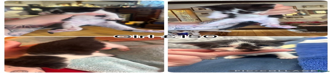 Mixed Breed Kitten 4