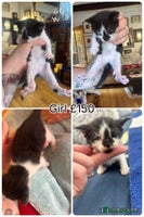 Mixed Breed cats 4 gorgeous kittens for sale - Advert 8