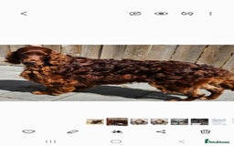Irish Setter dogs for stud: KC CH line Irish Setter Stud  - Image 2