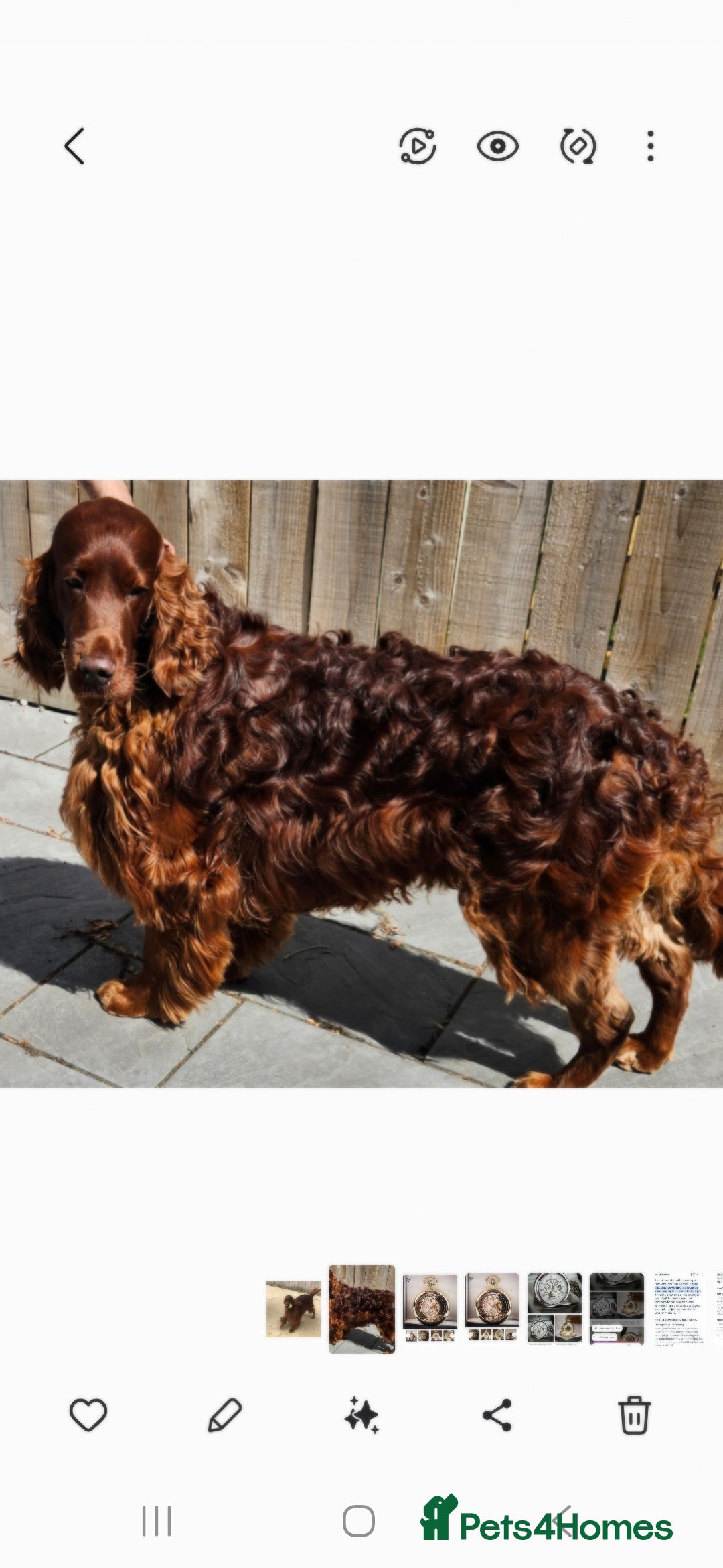Irish Setter dogs for stud: KC CH line Irish Setter Stud  - Image 2