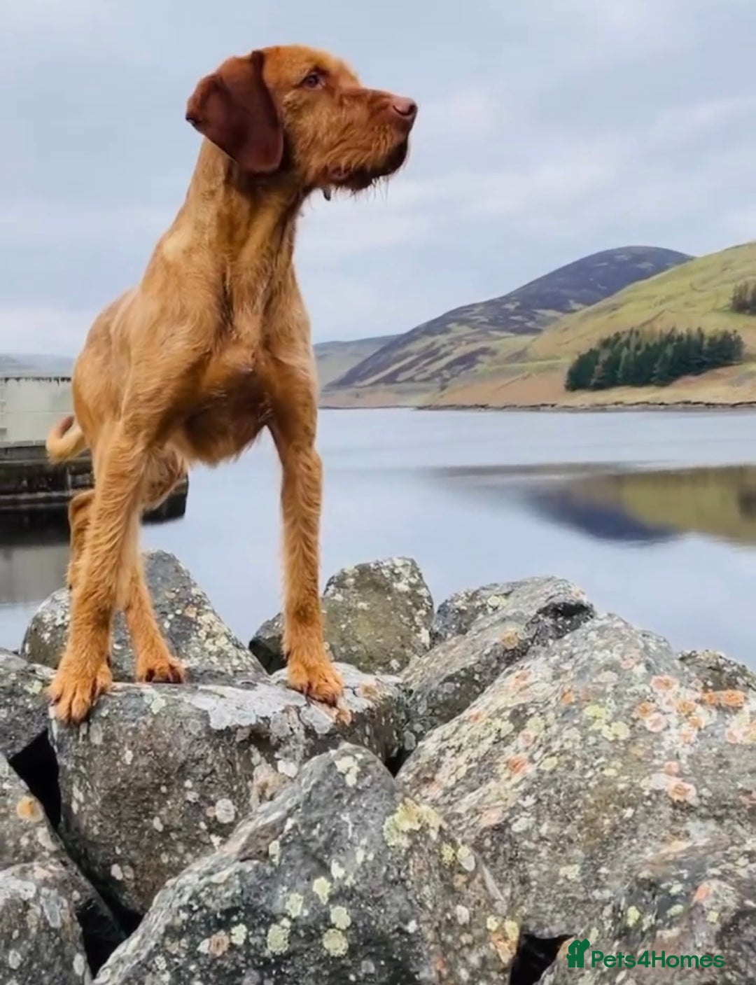 Mixed Breed dogs for sale: GWPxLabxVizsla Puppies  - Image 4