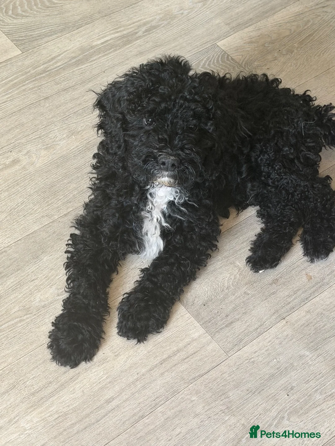 Cockapoo dogs for sale: Heartbreaking sale in Nelson - Advert 1