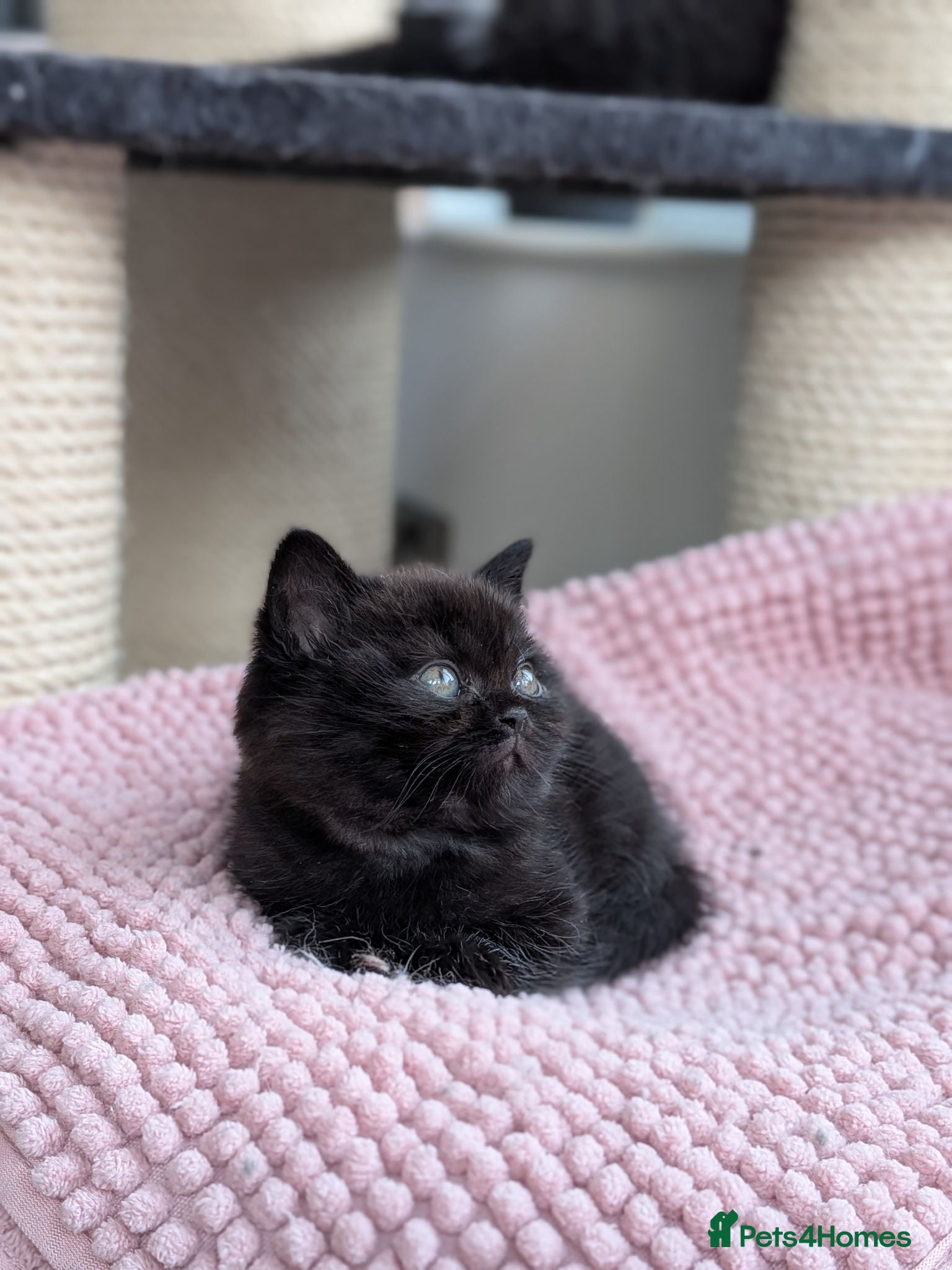 British Shorthair cats GCCF registered Kittens champion bred - Advert 2