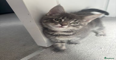 Mixed Breed cats - Advert 13