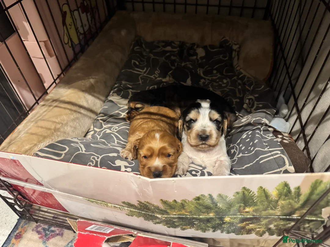 Mixed Breed dogs for sale: Cocker spaniel puppies - Advert 10