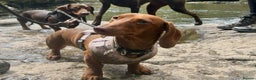 Dachshund dogs for sale: 2 red miniature dachshund puppies - Advert 1
