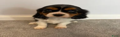 Cavalier King Charles Spaniel Puppy 1