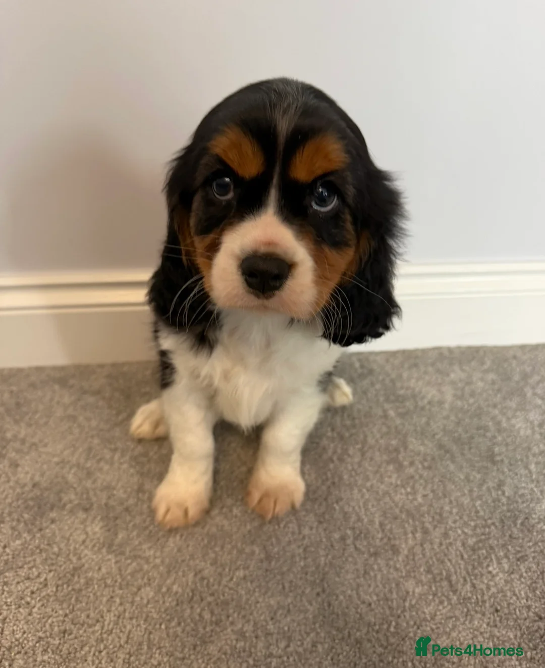 Cavalier King Charles Spaniel dogs for sale: Beautiful health tested cavalier King Charles  - Advert 2