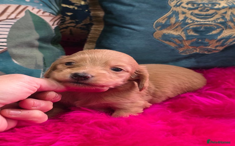 Miniature Dachshund dogs Miniature Dachshund Puppies  - Advert 7