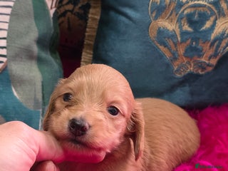 Miniature Dachshund dogs Miniature Dachshund Puppies - Advert 7