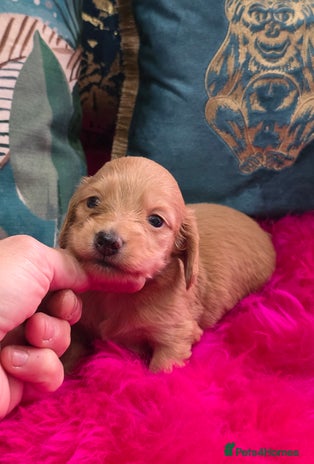 Miniature Dachshund dogs Miniature Dachshund Puppies - Advert 4