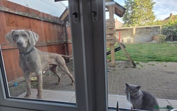 Weimaraner dogs for sale: Forever home wanted - Image 4
