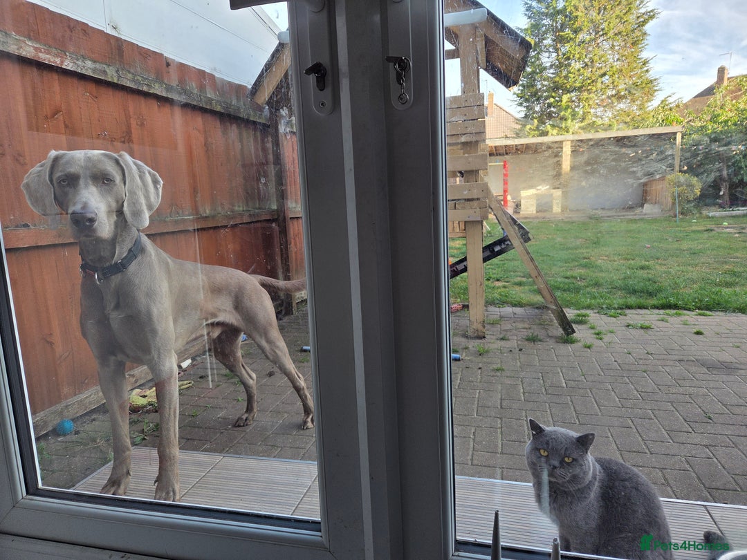 Weimaraner dogs for sale: Forever home wanted - Image 4