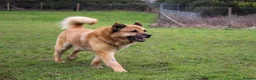 Mixed Breed dogs for adoption: Kenji is in need of his forever home!  - Advert 3