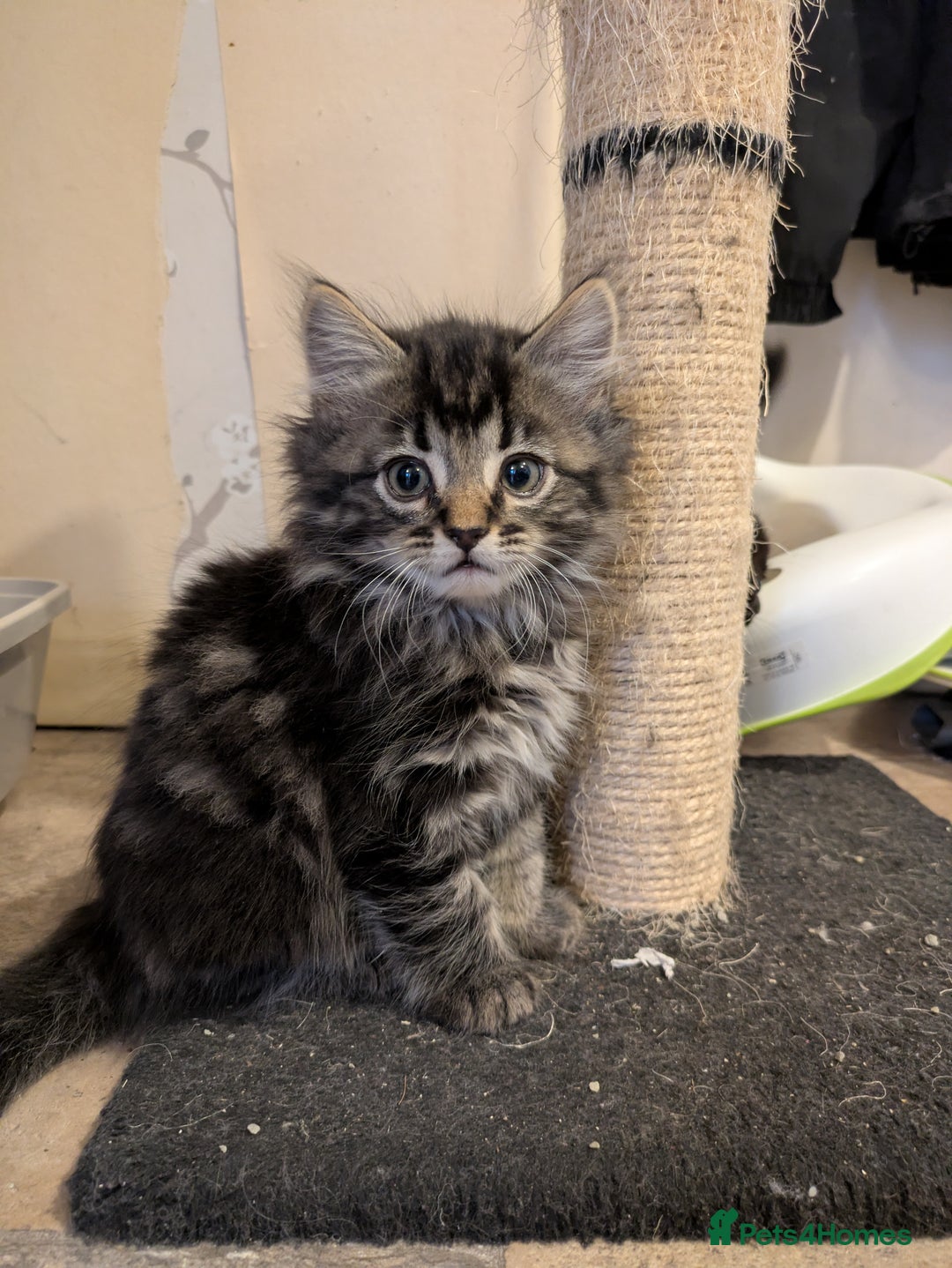 Mixed Breed cats for sale: Kittens  - Advert 5