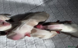 Chihuahua dogs for sale: Chihauhau puppies ready early November - Image 4
