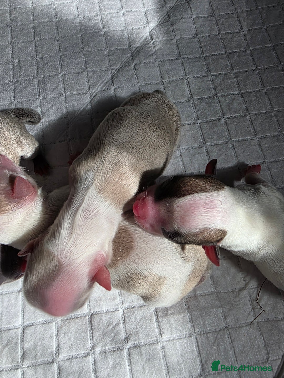 Chihuahua dogs for sale: Chihauhau puppies ready early November - Image 4