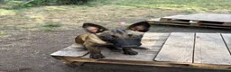 Belgian Shepherd Dog dogs for sale: Belgian malnois sheperad - Advert 10