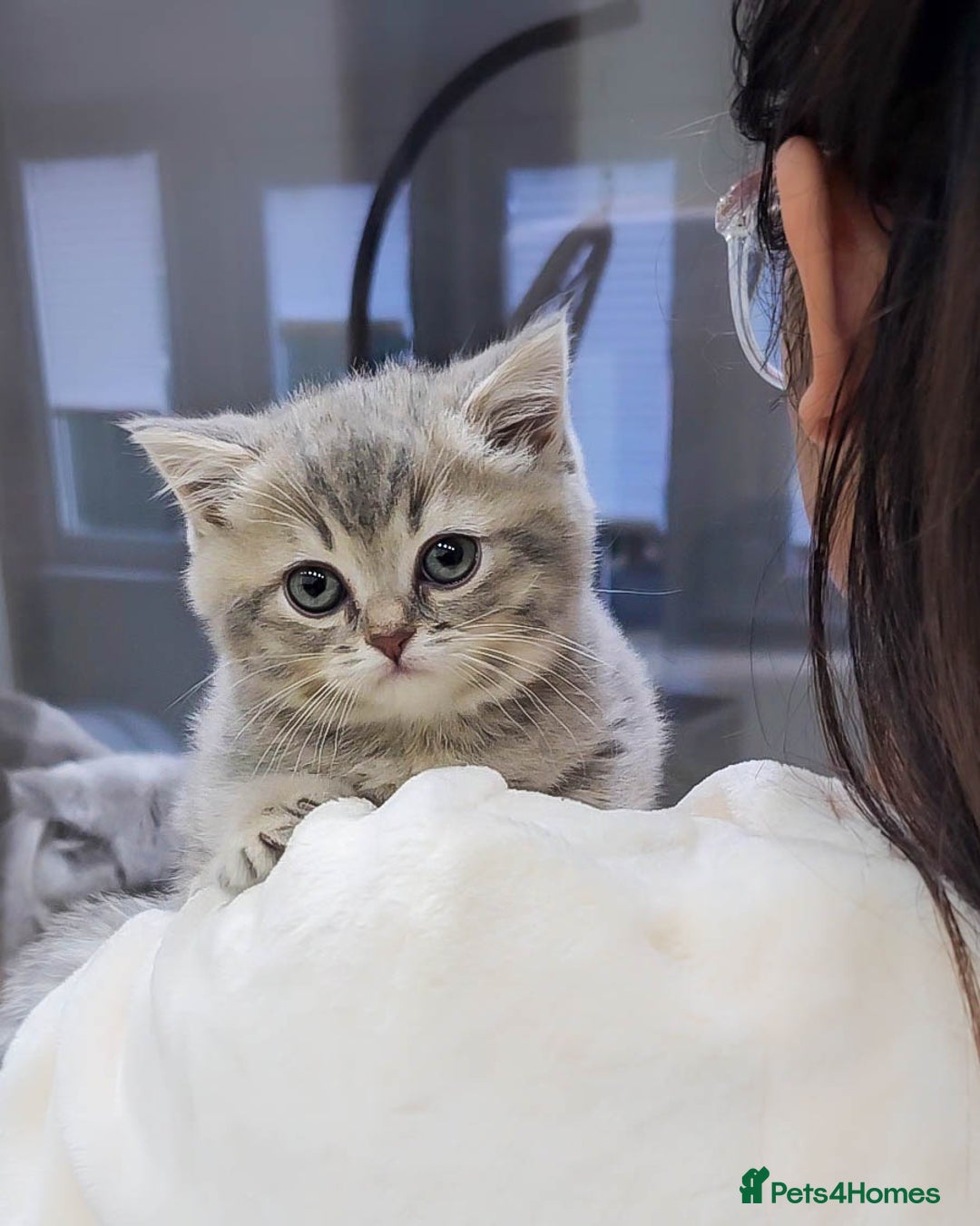 British Shorthair cats for sale: Adorable Kittens Ready For New Home - Advert 16