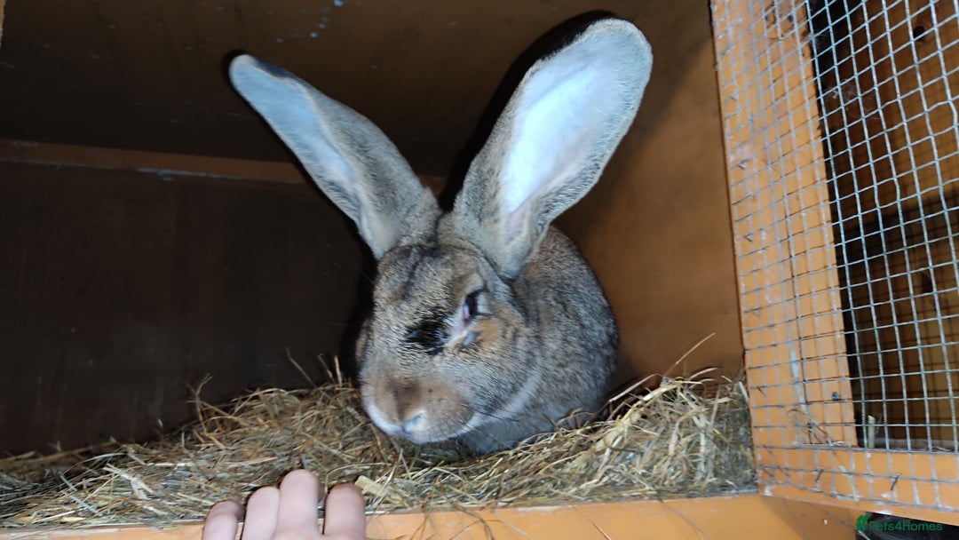 Continental Giant rabbits for sale: Continental giant baby rabbits - Advert 5