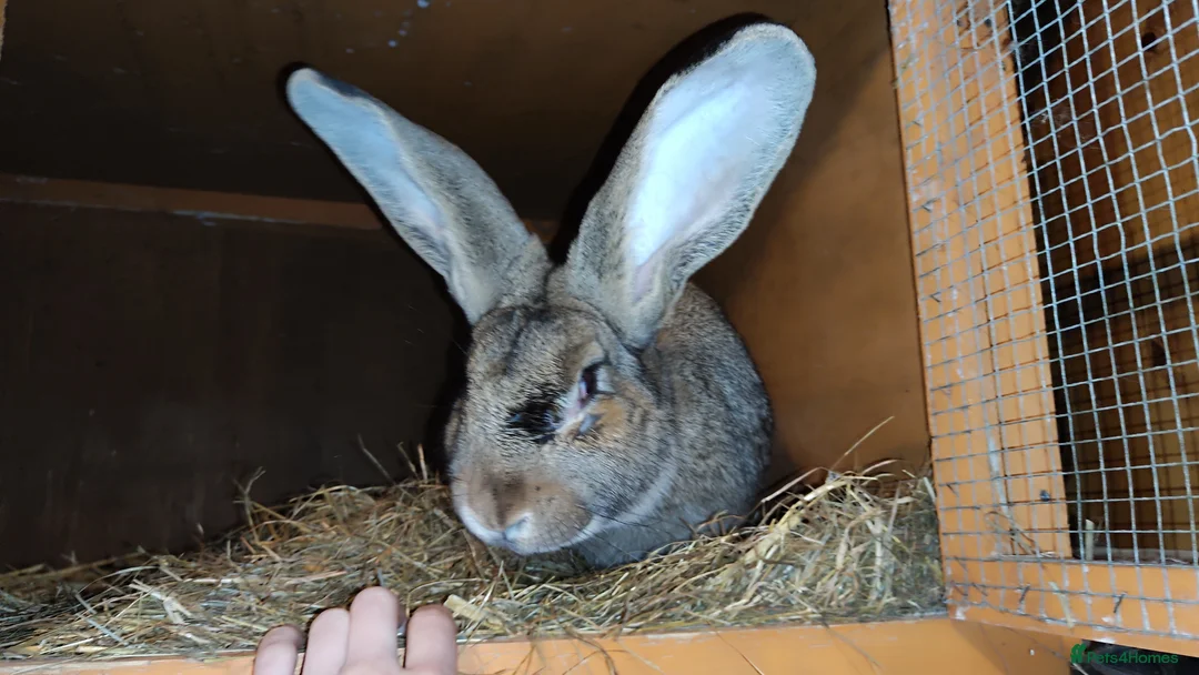 Continental Giant rabbits for sale: Continental giant baby rabbits - Advert 5