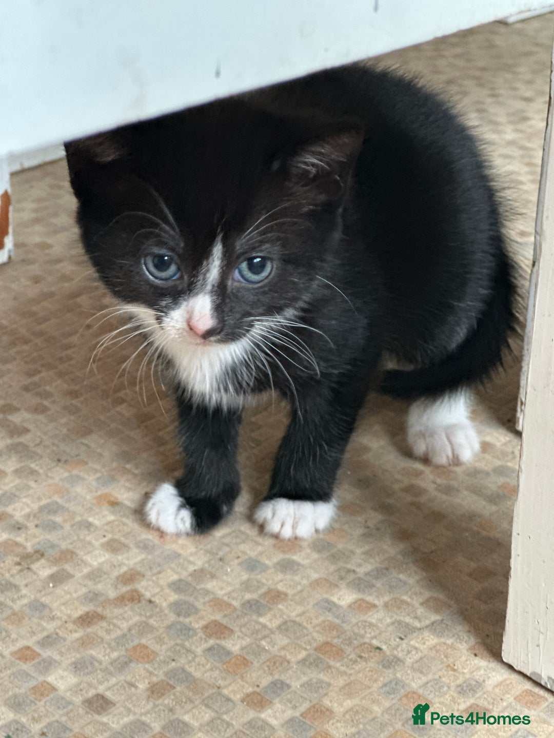 Mixed Breed cats for sale: Beautiful litter off kittens  - Image 32