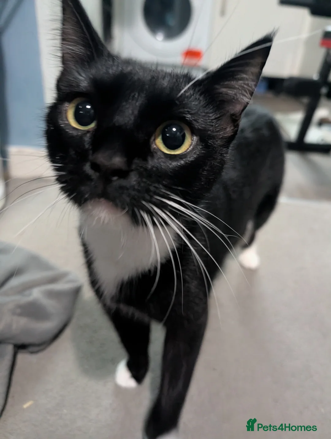 Domestic Shorthair cats for sale: Five kitten, 2 black, 3 tuxedo. Sexes not known - Advert 1