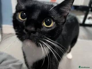 Domestic Shorthair cats Five kitten, 2 black, 3 tuxedo. Sexes not known - Advert 2