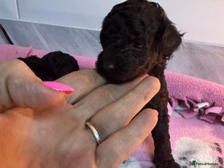 Yorkiepoo dogs - Advert 4