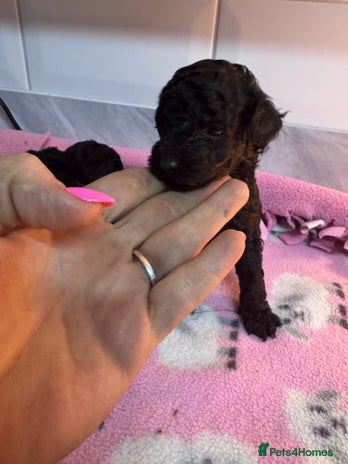 Yorkiepoo dogs - Advert 1
