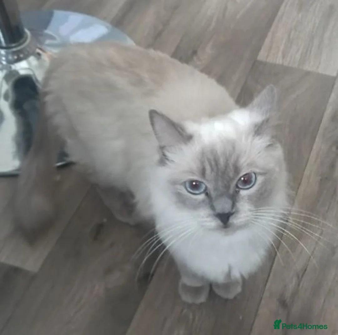 Ragdoll cats for sale: Ragdoll Kittens - Advert 5