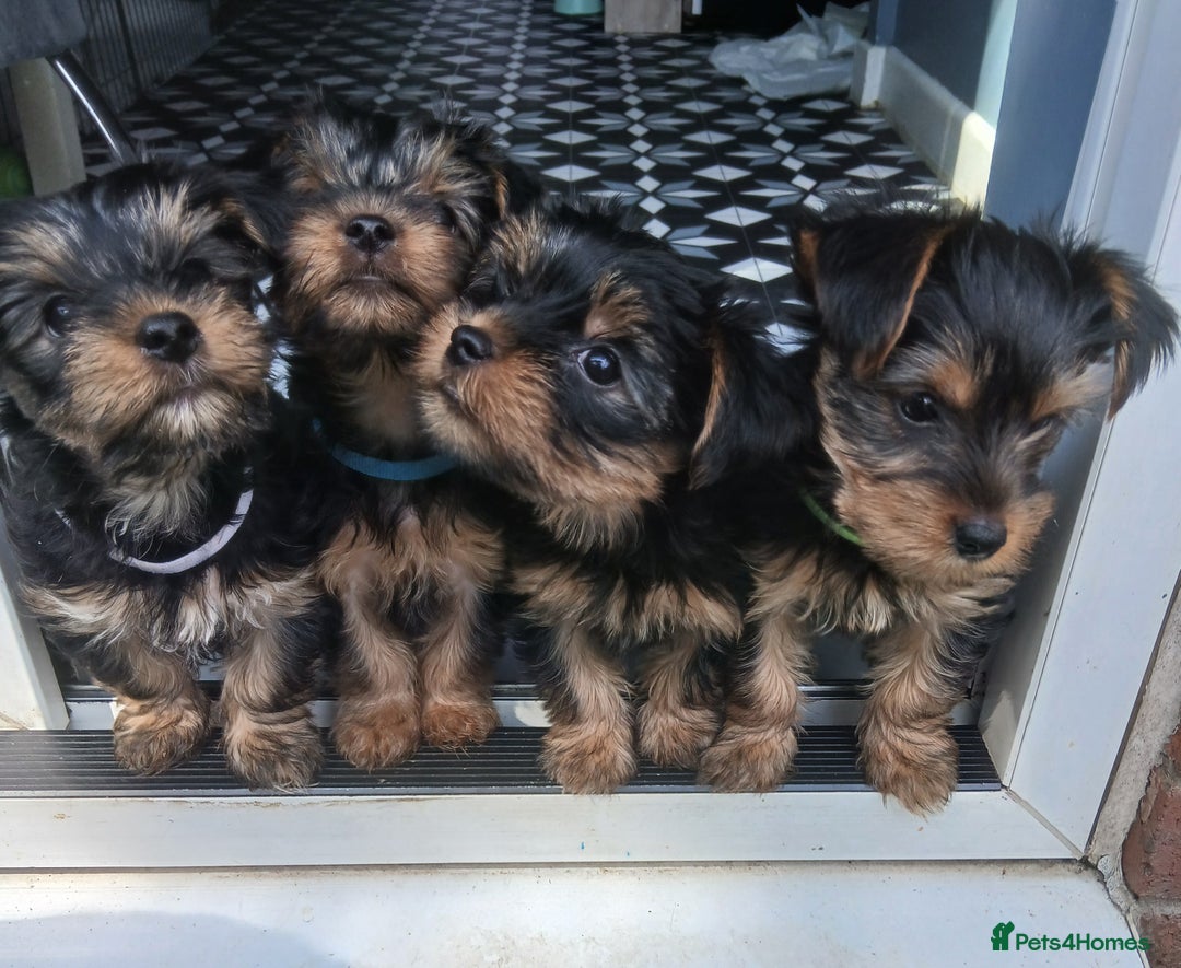 Yorkshire Terrier dogs for sale: Yorkshire Terrier Puppy 3 Green Annie - Anmaco Quality KC Ped Yorkies 3 Girls READY TO GO  - Image 6