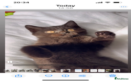 British Shorthair cats for sale: Ready now !  Full  British short hair kittens  - Image 6