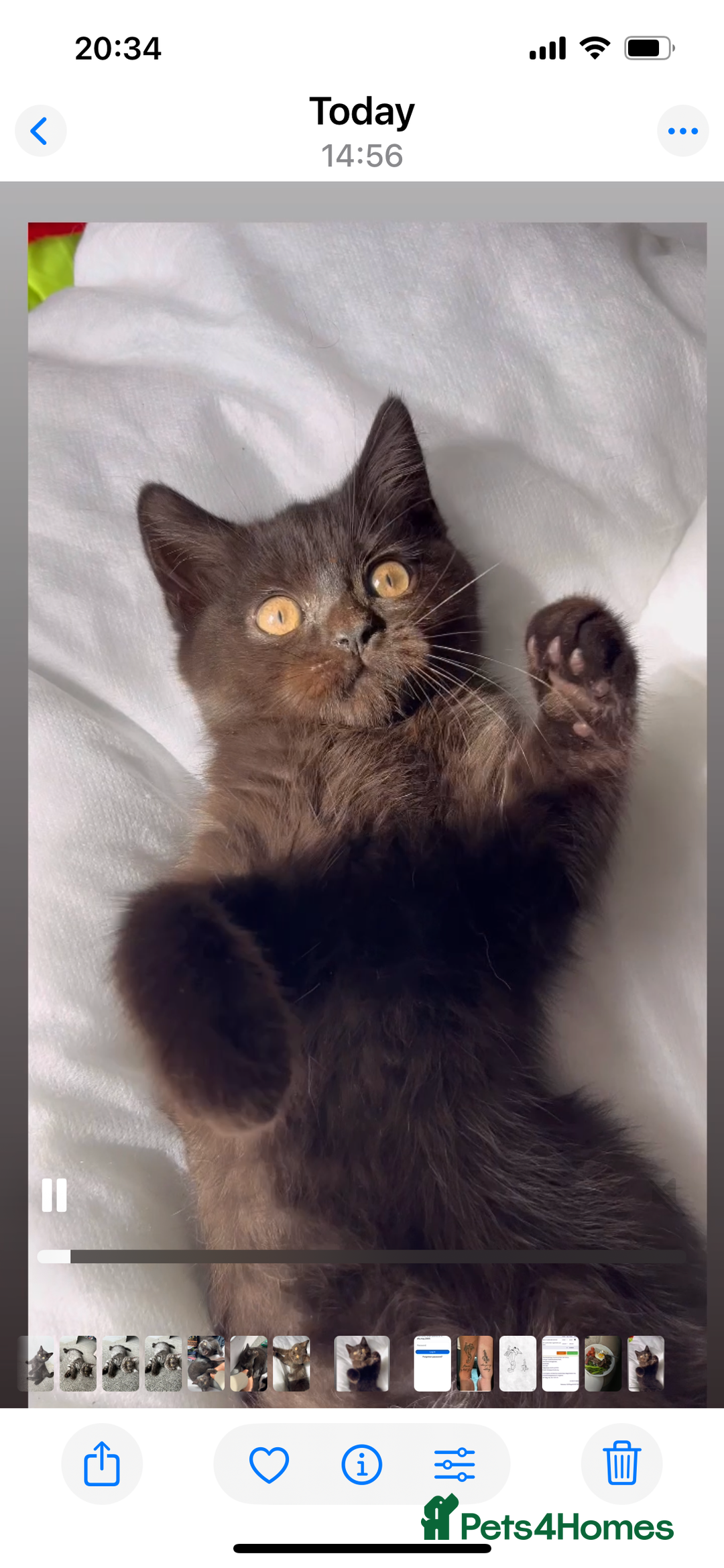 British Shorthair cats for sale: Ready now !  Full  British short hair kittens  - Image 6