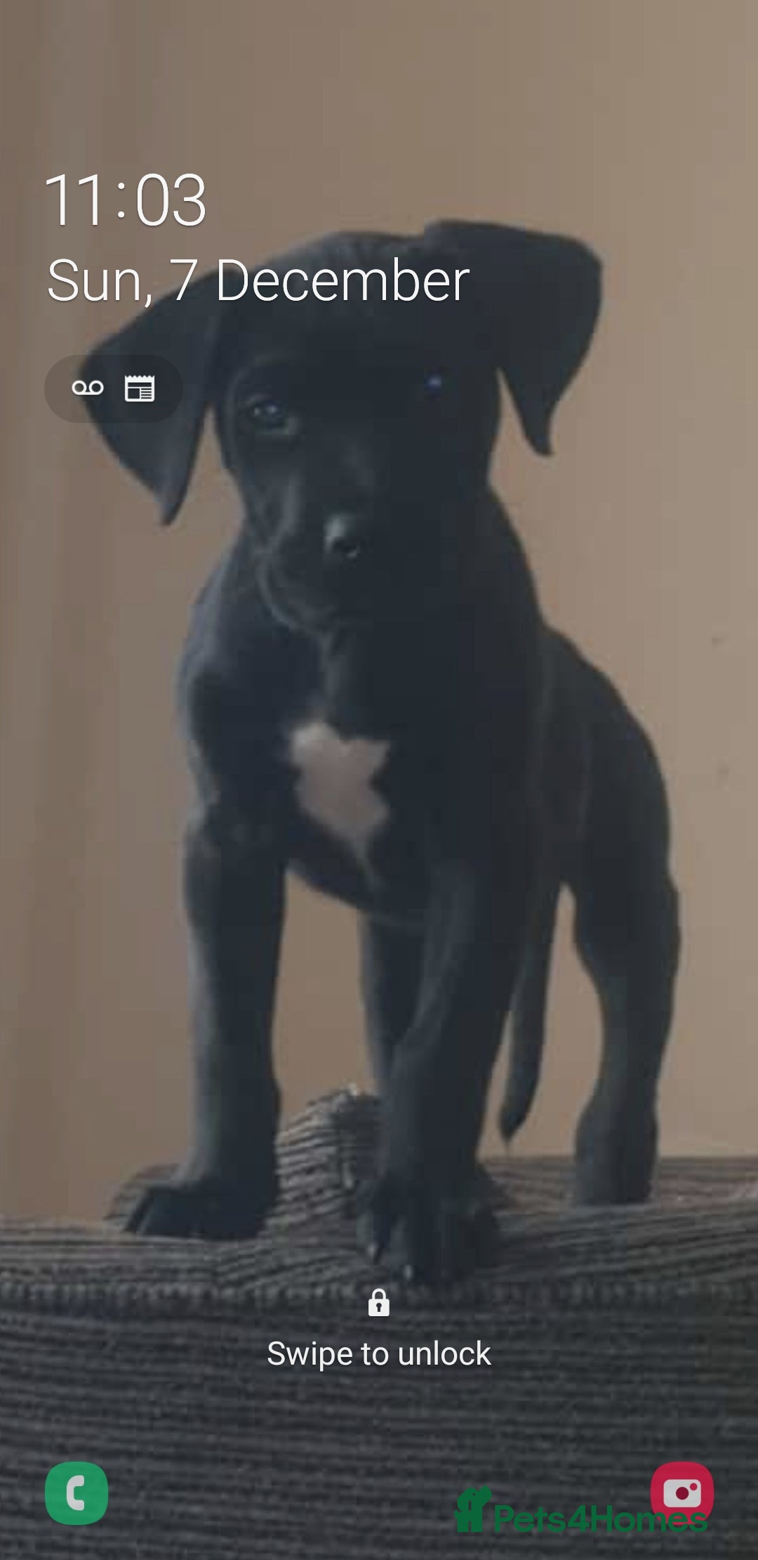 Presa Canario dogs for sale: Male presa canario pup - Advert 2