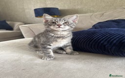 Mixed Breed cats for sale: Sibling kittens - mixed Moggy - Image 1