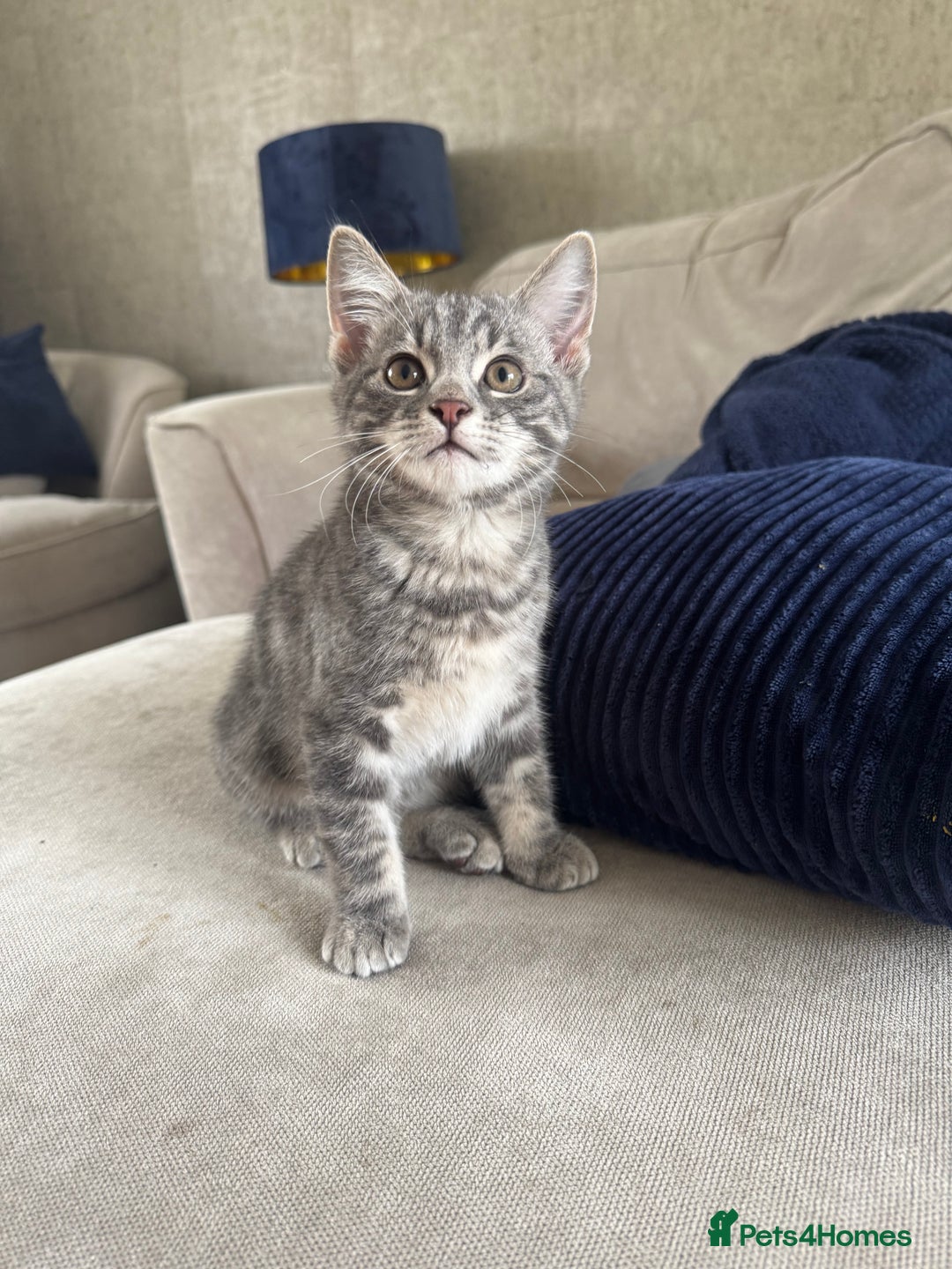 Mixed Breed cats for sale: Sibling kittens - mixed Moggy - Image 1