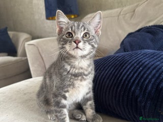 Mixed Breed cats - Advert 3