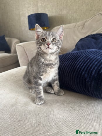 Mixed Breed cats - Advert 16