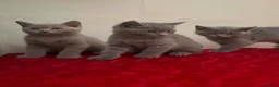 British Shorthair cats for sale: British sorthair - Advert 21