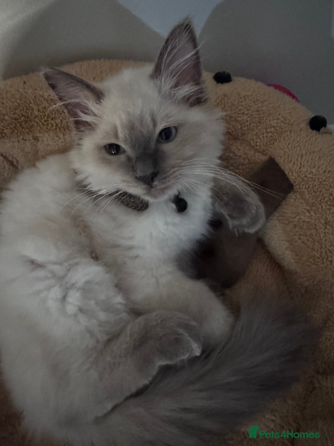 Ragdoll cats for sale: Our Teddy need new home - Advert 1