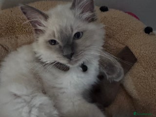 Ragdoll cats Our Teddy need new home - Advert 1