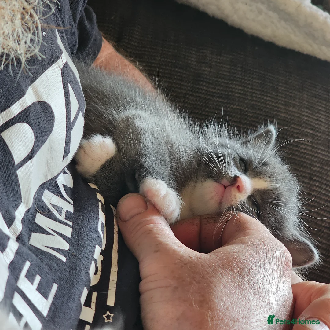 Mixed Breed cats for sale: Ragdoll cross kitten's - Advert 24
