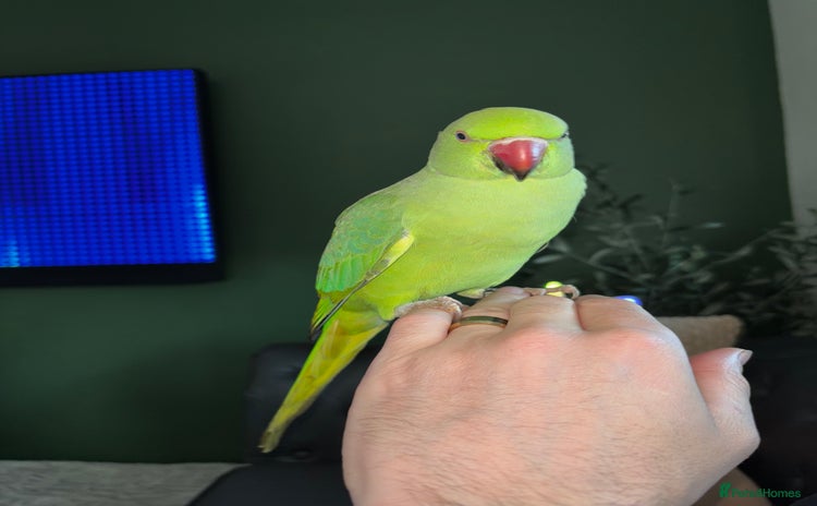 Parakeets birds - Advert 1