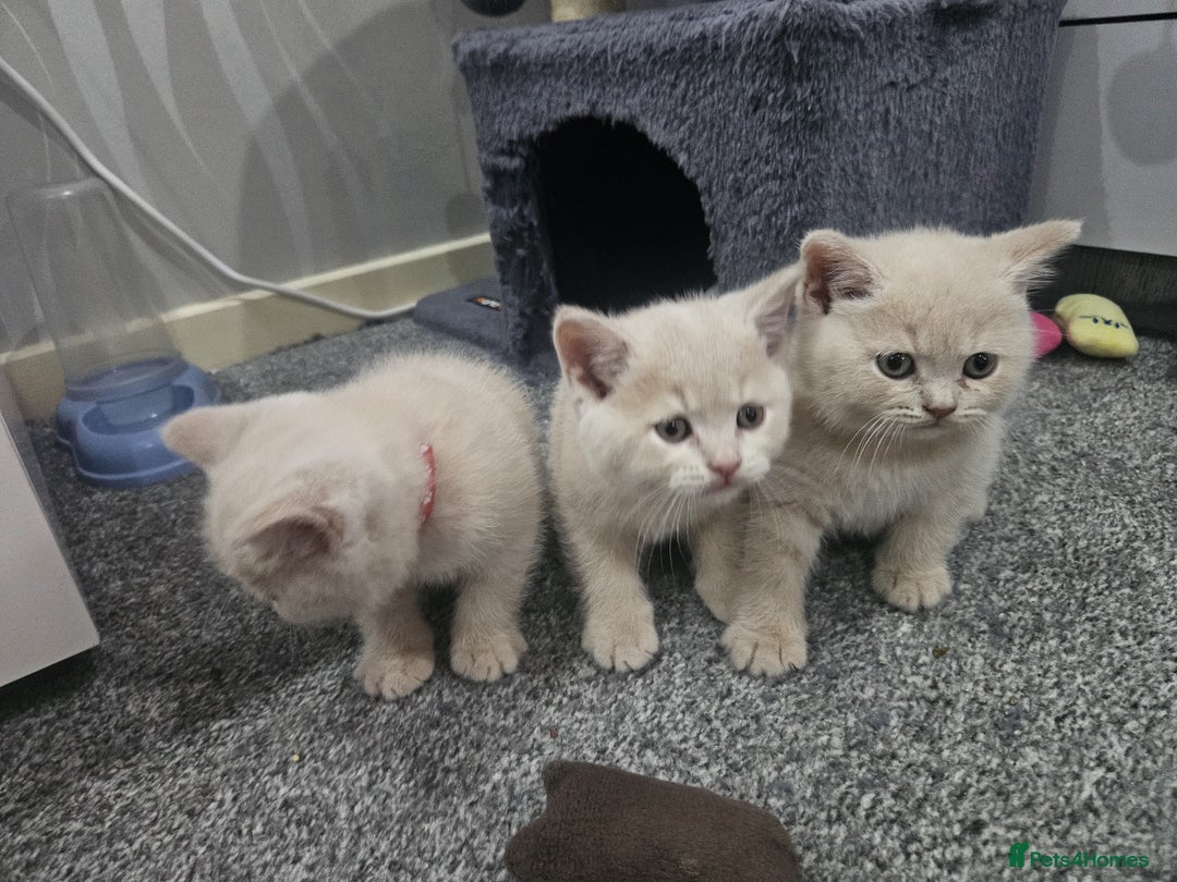 British Shorthair cats for sale: Pretty British shorthair  - Image 28