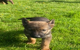 German Shepherd dogs for sale: German shepherd  - Image 7
